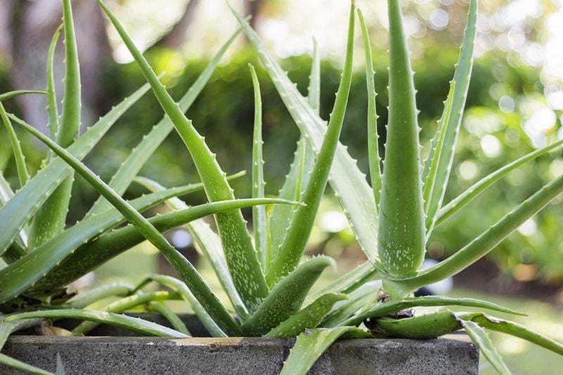 Aloe Vera: Healing for Humans, Harmful for Hounds