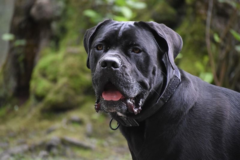 Cane Corso: Italian Mastiffs Mean Business