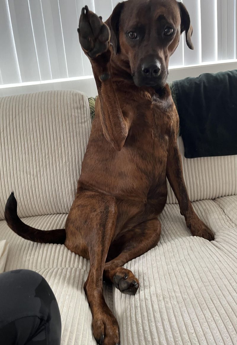 They Interrupt You for Pets