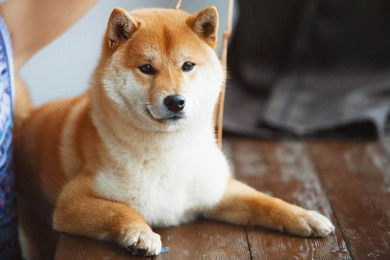 Shiba Inu: The Spirited Forest Hunter