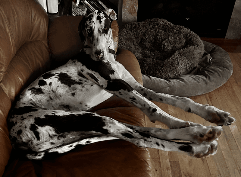 Great Dane: The Gentle Giant Couch Potato
