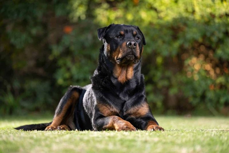 Rottweiler: Guardian Giants with Territorial Instincts