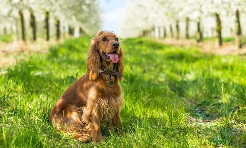 Cocker Spaniel: The Cheerful Charmer
