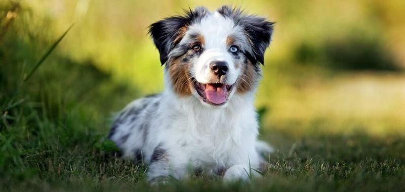 They’re a Miniature Version of the Standard Aussie