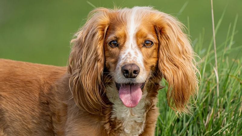 Cocker Spaniel: The Devoted Desponder