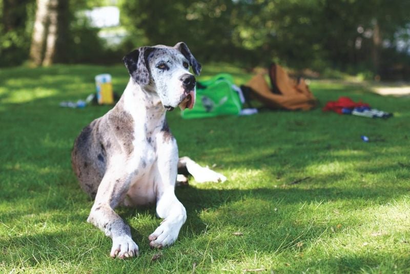 Great Dane: Gentle Giant with a Short Lifespan