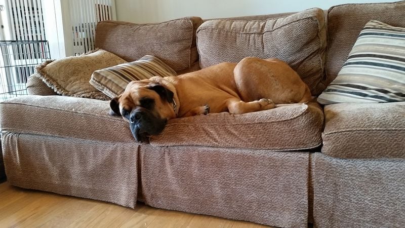 Bullmastiff