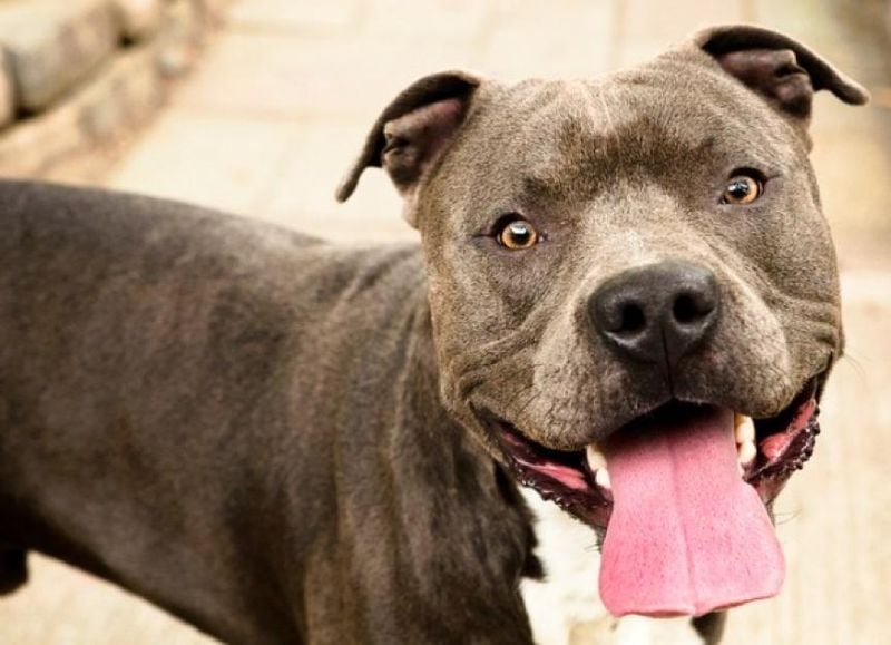 Breed-Specific Laws Cause More Harm Than Good