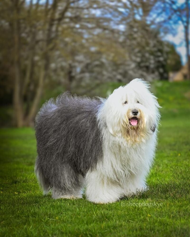 Old English Sheepdog: Walking Pillows