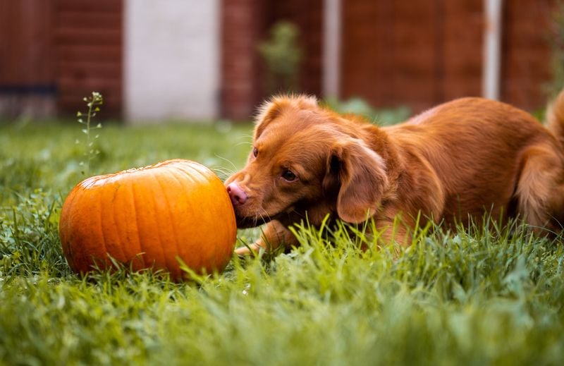 Pumpkin (plain, canned or cooked)