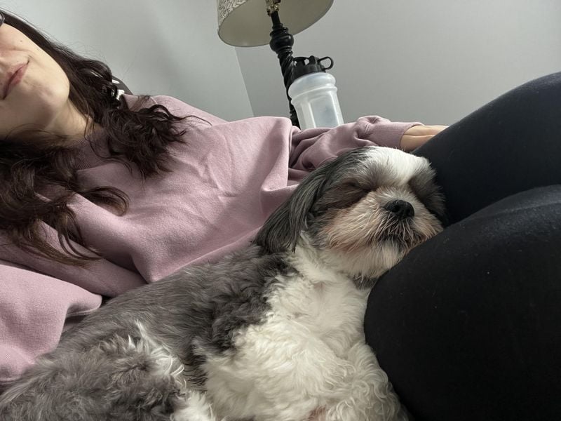 Shih Tzu: Professional Lap Warmer
