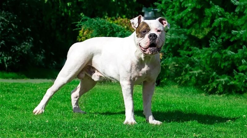 American Bulldog: The Working Heritage