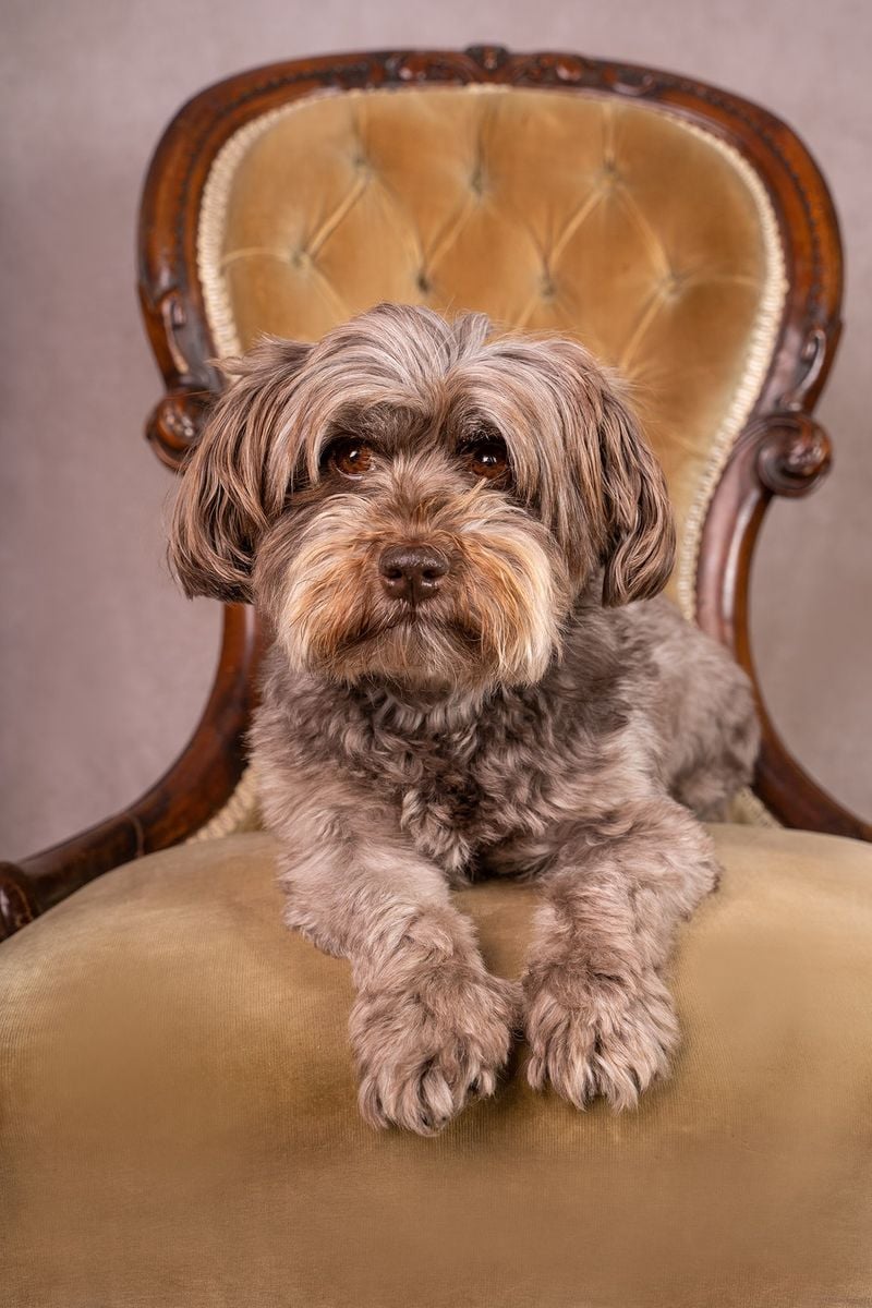Havanese