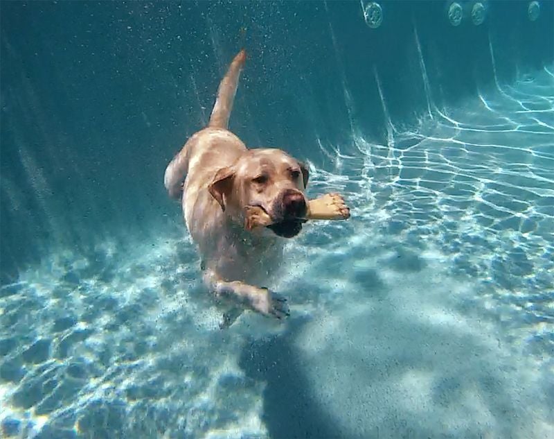 Labrador Retriever: The Original Water Champion