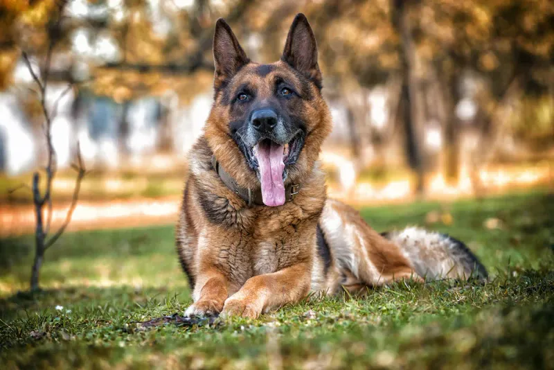 German Shepherd