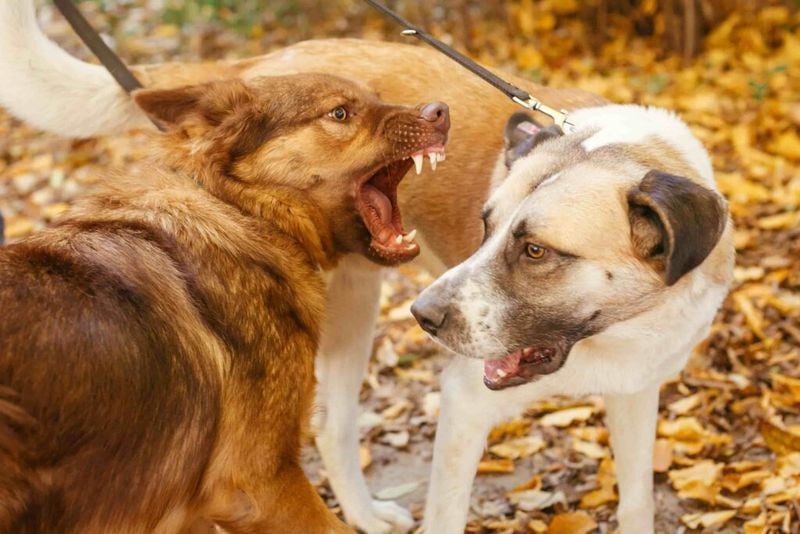 Reduces Aggressive Behavior