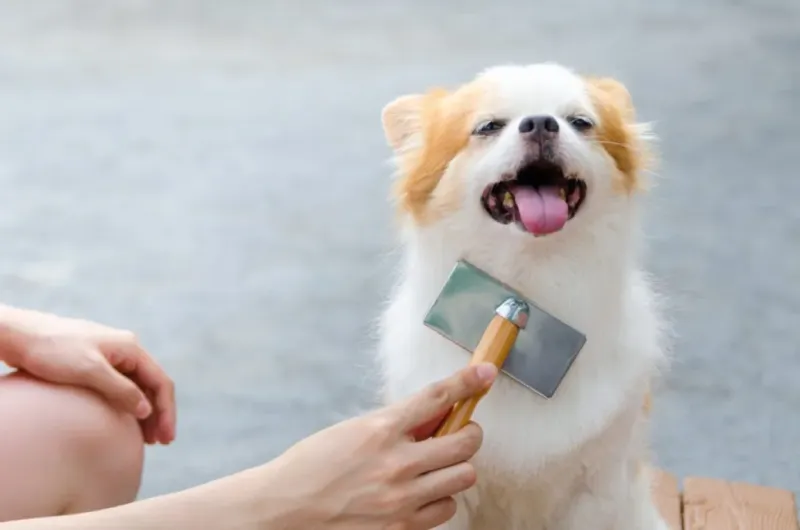Brush Regularly to Remove Excess Fur