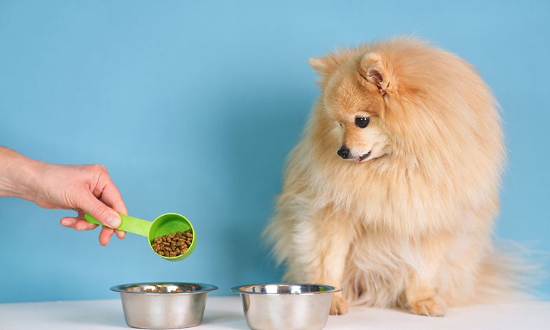 Malabsorption Issues Preventing Proper Nutrition