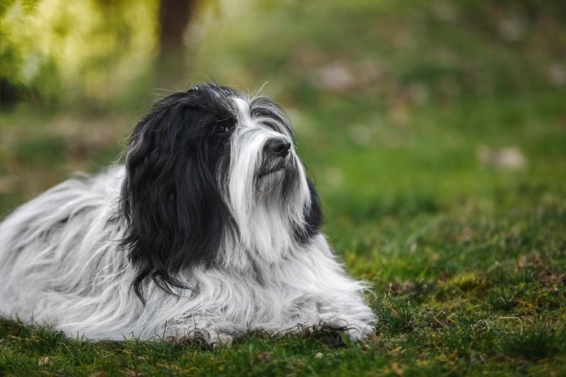 Tibetan Terrier: Silky Snowflakes