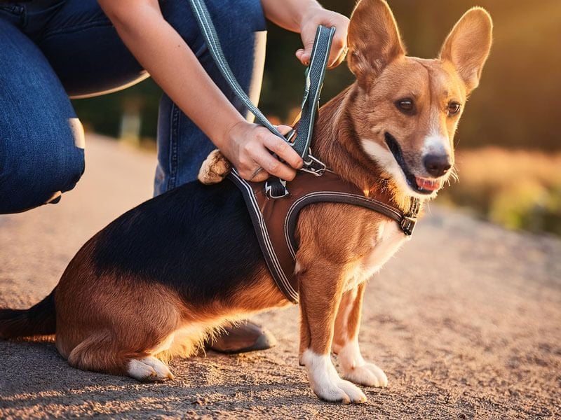 Safe for Dogs with Respiratory Issues