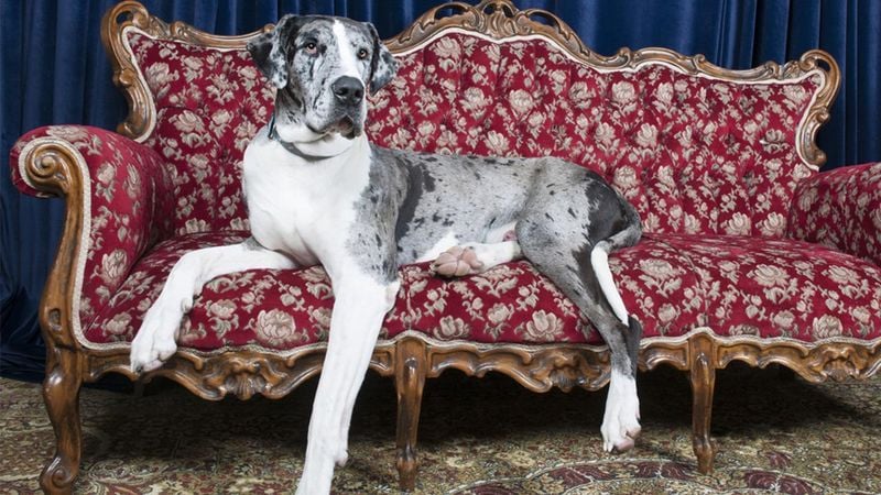 Great Dane