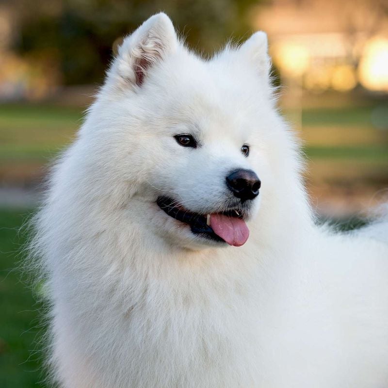 Samoyed: The Smiling Sledder