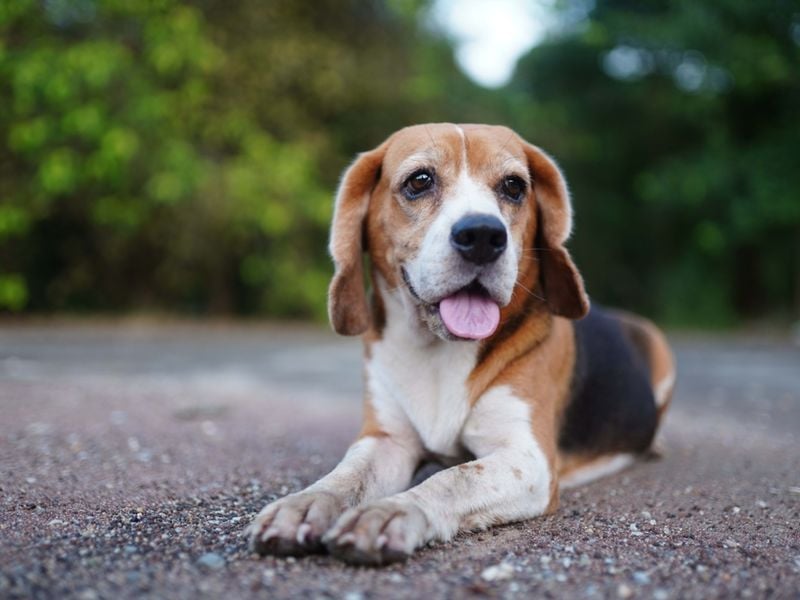 Beagle