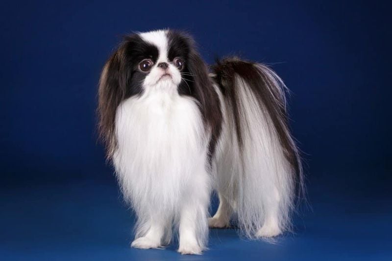 Japanese Chin