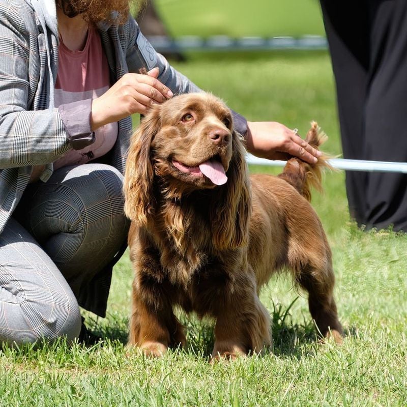 Sussex Spaniel