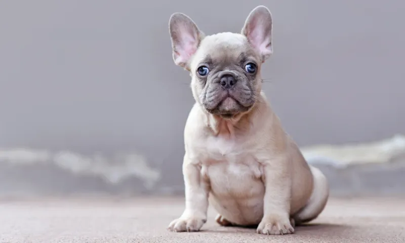 French Bulldog: Apartment-Friendly Companions