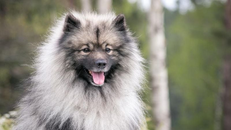 Keeshond