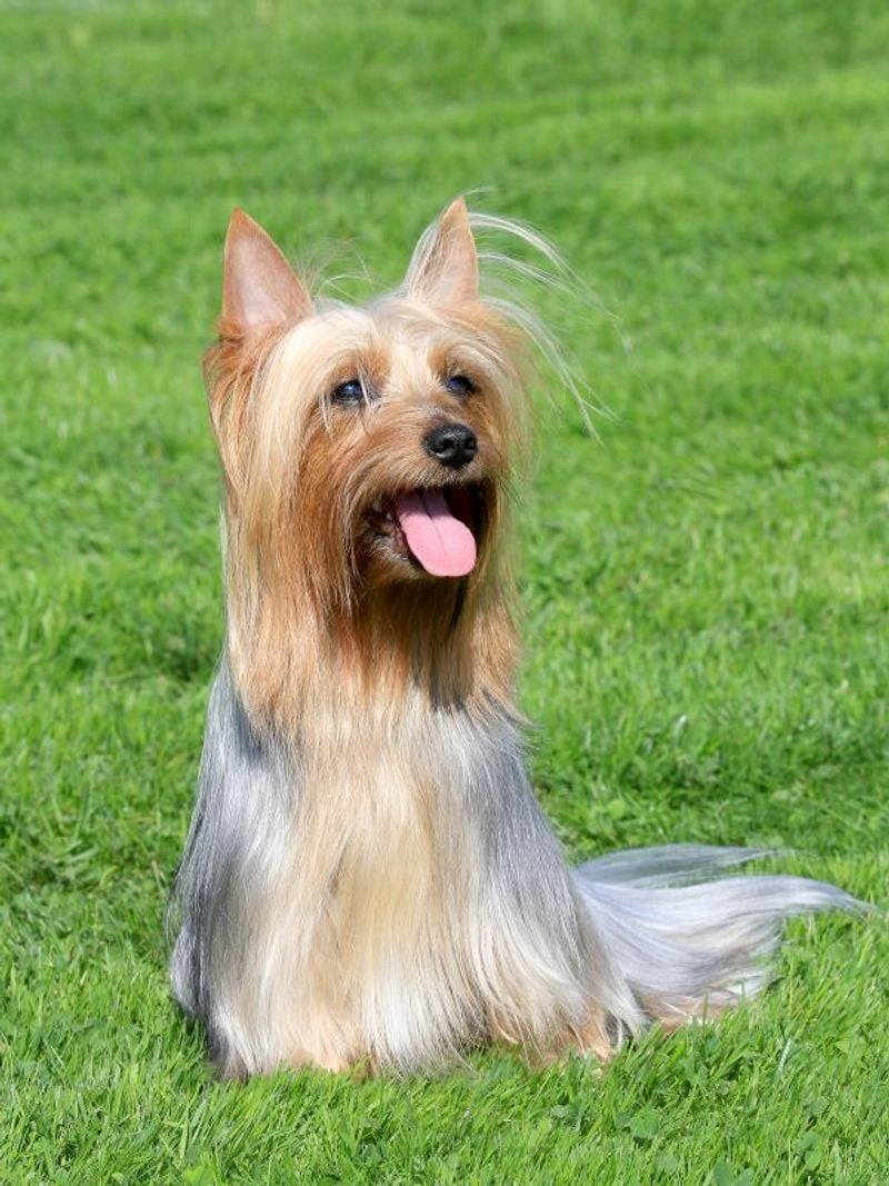 Silky Terrier