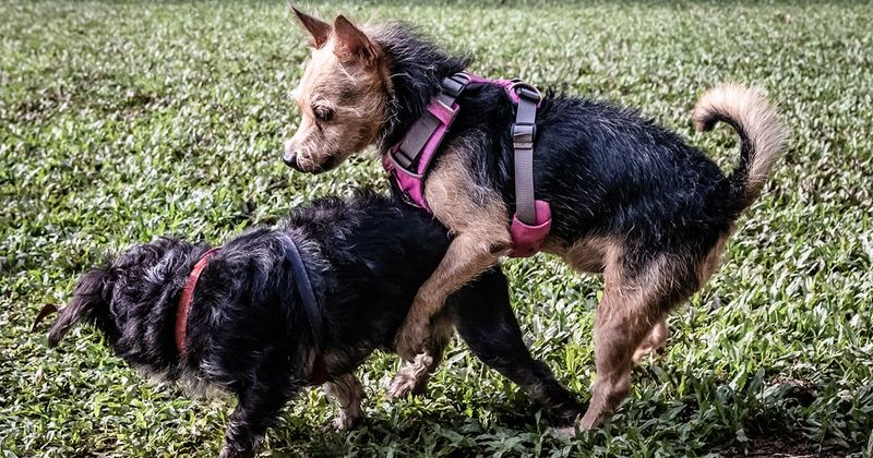 Heat Cycles Attract Male Dogs from Miles Away