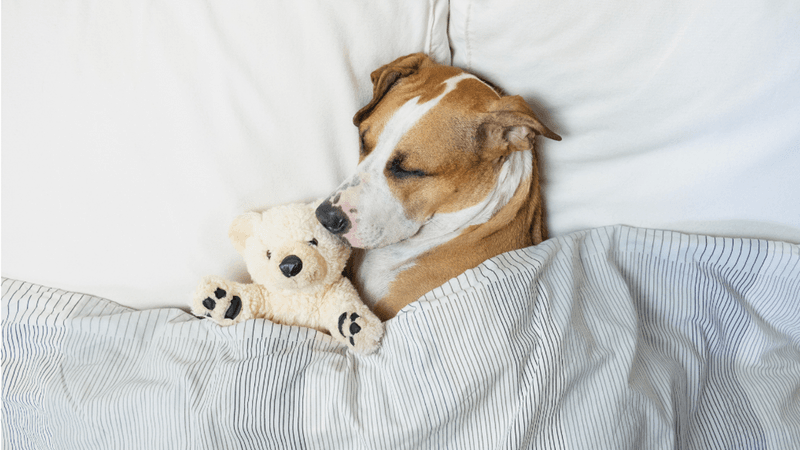 Sleep Training Setbacks