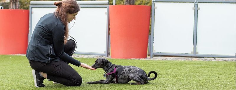 Consult a Professional Dog Behavior Specialist