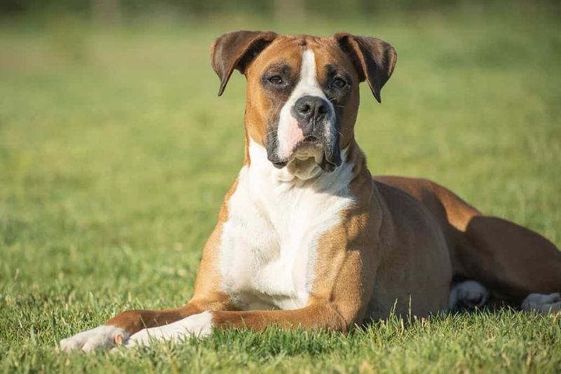 Boxer: The Bouncy Athlete
