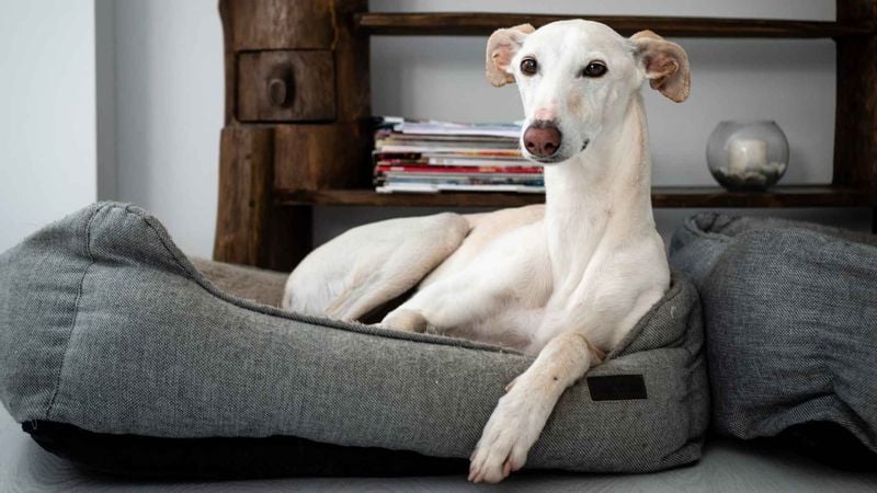 Italian Greyhound: Graceful Gazelles in Tiny Packages