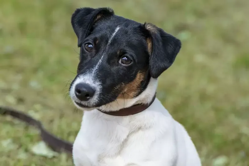 Jack Russell Terrier