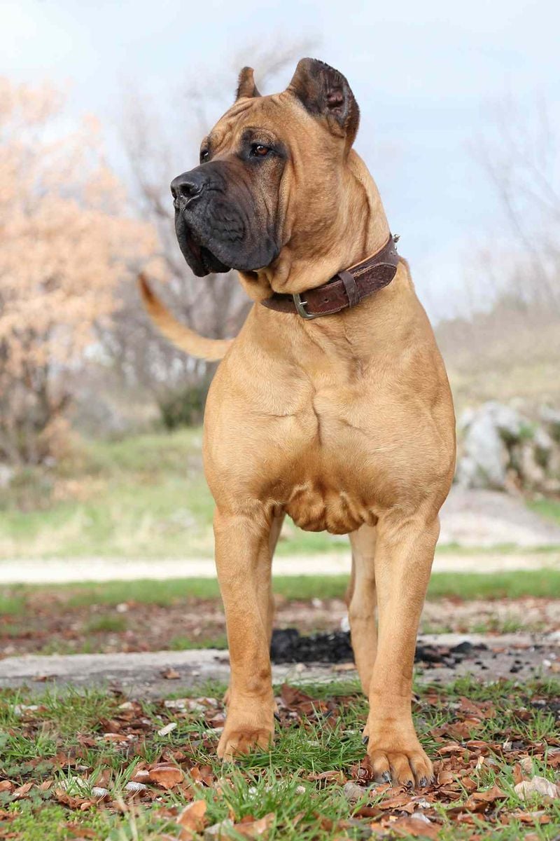 Presa Canario: The Canary Islands Guardian