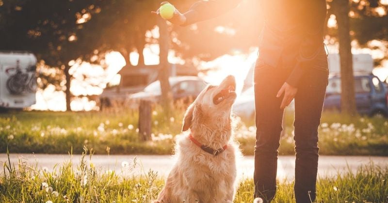 Walk Your Dog During Cooler Hours
