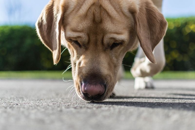Sniffing Everything Obsessively