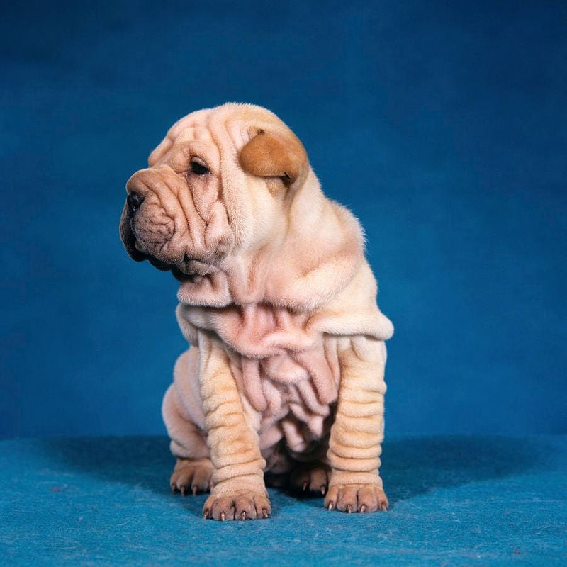 Shar Pei