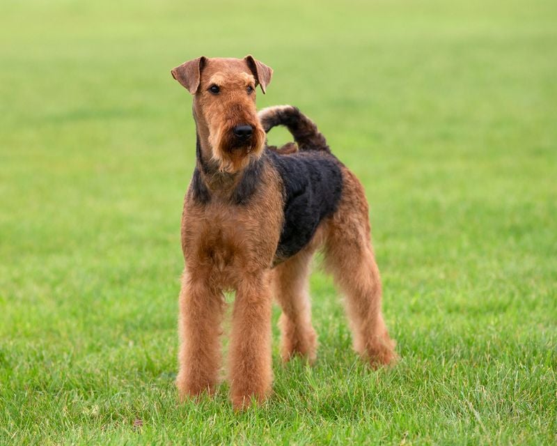 Airedale Terrier