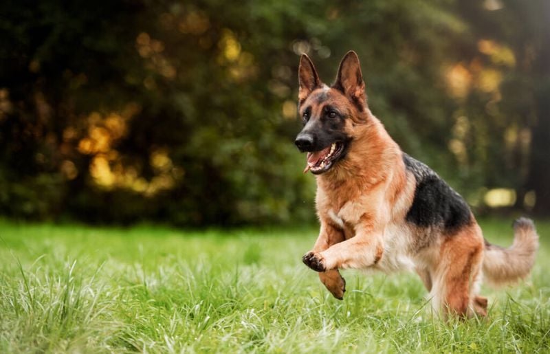 German Shepherd: Protective Instincts on High Alert