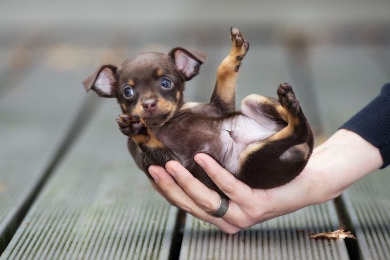 Chihuahua: The Iconic Pocket Pup
