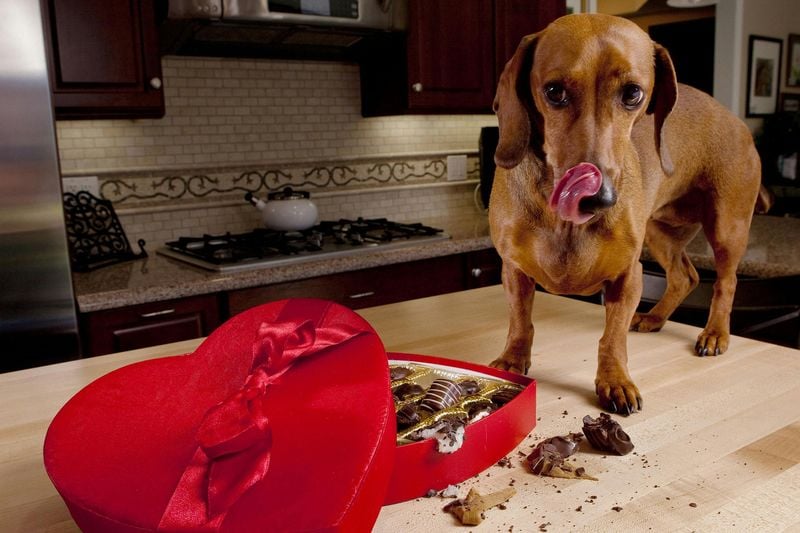 Chocolate's Hidden Threat