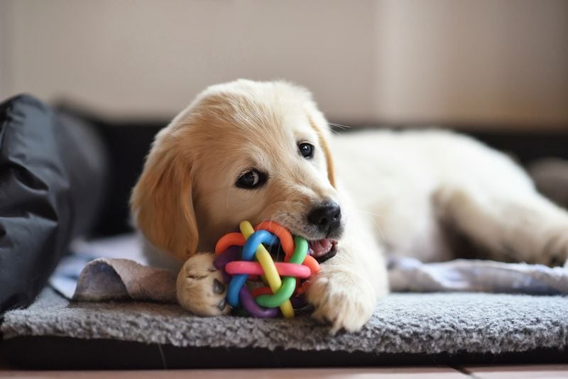 Buy Chew Toys and Teething Aids