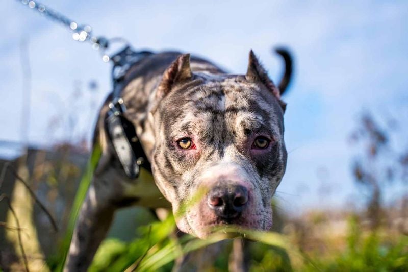 How Breeding Altered Pit Bull Temperament Over Time