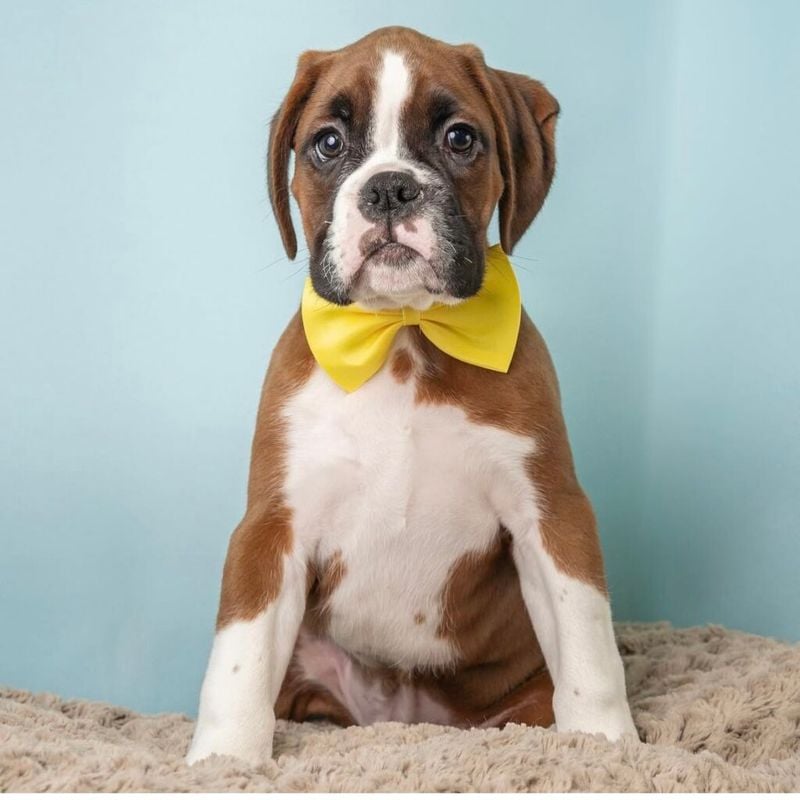 Boxer: The Energetic Mood Transformer