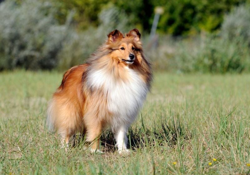 Shetland Sheepdog: The Calculating Herder